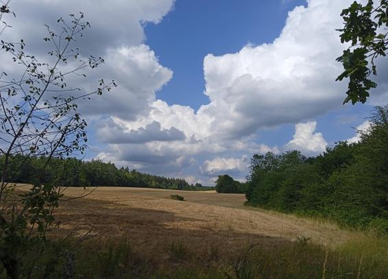 View across a parched brown hay field, under a blue sky with rising white clouds.