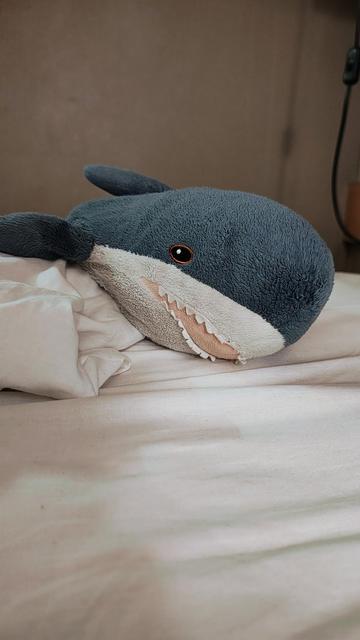 Smolhaj liegt schräg auf einem Bett und schaut in die Kamera
