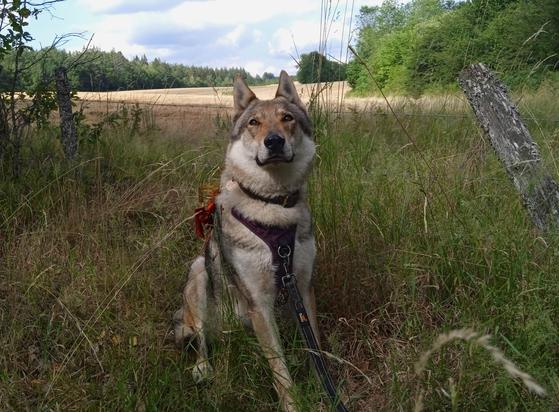 Large brown wolfdog sitting nicely in front of a meadow. Her head is tilted up, watching with soulful bronze eyes.