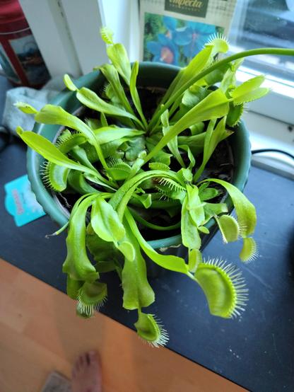 A Venus fly trap with every catcher closed, a fly inside.