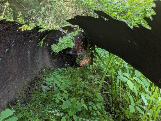 Moss, jewelweed, grass, and other plants growing inside a rusted out cylinder on its side, seen from within so that the artistically eroded metal resembles the sides of an alien cathedral. Its fractal edges poke up and green light filters into the interior through openings ranging from pinhole to half the side of the container.