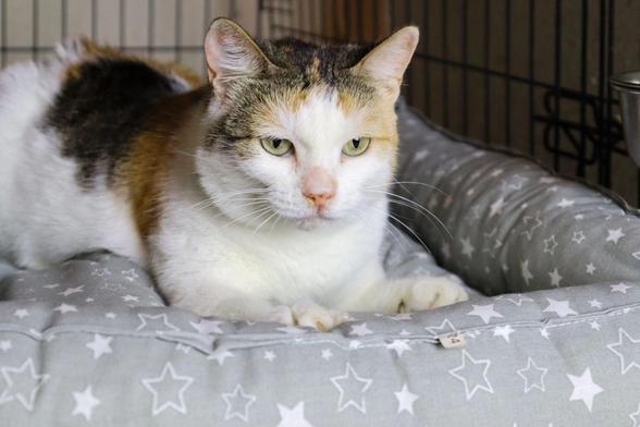 A calm calico cat with green eyes rests comfortably on a soft gray cushion decorated with white stars inside a kennel. The cat looks directly at the camera with a gentle, relaxed expression, appearing safe and cozy.