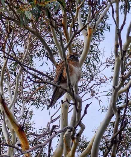This Brown Raptor let me get within a few metres of his Lake Jindabyne perch before flying away.