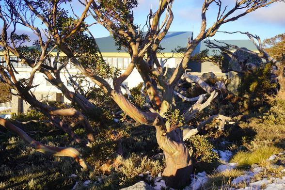 Snow gums turning strange colours with the moisture and the sunset. Blue Cow resort in the background.