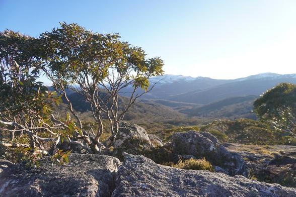 Looking towards Mt Kosciusko and the rest of the Snowy Mountain range from the top of Blue Cow resort. Snow gums in the foreground capture the late afternoon sun.