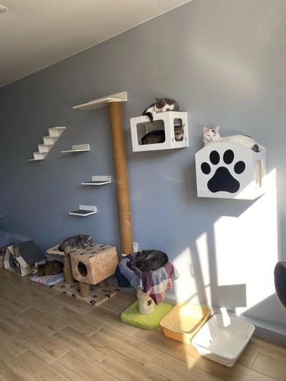 A bright, spacious cat room with multiple wall-mounted shelves, climbing platforms, and cozy cubbies. Seven cats relax in different spots, including a white cat resting on a paw-print box, two cats sharing a wall cubby, and others napping on cat trees and beds as sunlight streams across the floor.