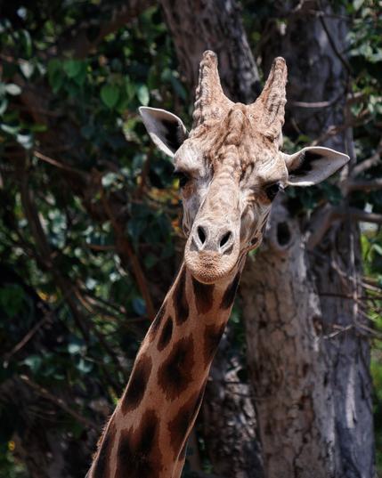 Giraffe looking towards the camera, leaning neck