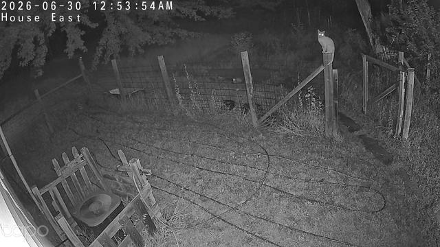 A night vision image from a surveillance camera. There are three cats in the picture, visible by their eye shine.