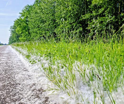 Op de foto van 'n maand geleden, zomersneeuw, afkomstig van vrouwelijke populieren ( bomen) Op de foto ook nog groen, bomen, en aan de linkerkant is een fietspad.