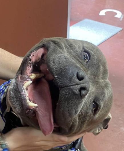 Close up of a dark brown staffie, his big old frog face tossed back in happiness in that way they do when they're getting some attention. His tongue is lolling out of his mouth and his teeth are shiny white.