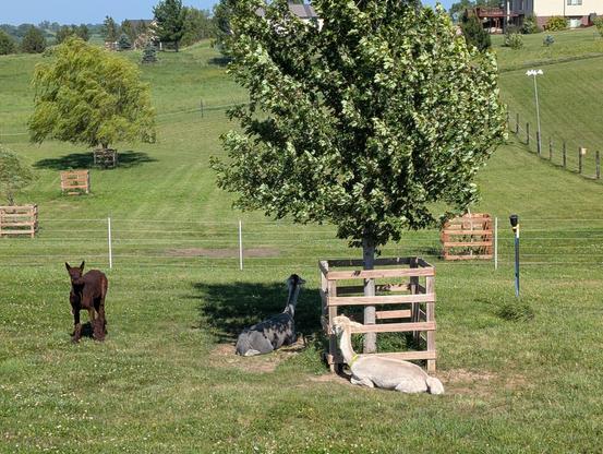Three alpacas in a pasture. Two are kushed under a maple tree. The third is standing nearby, pausing his grazing to look up at the photographer.