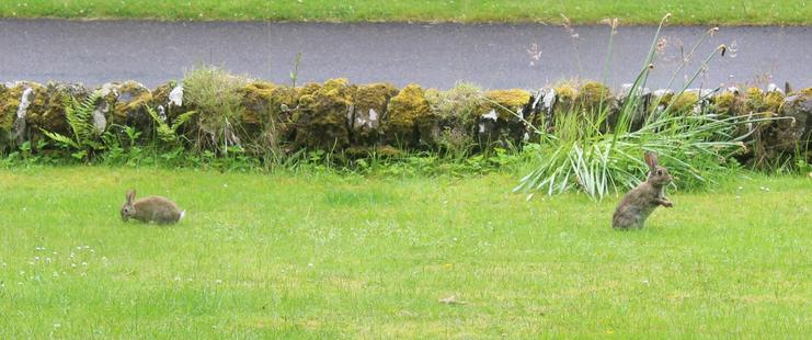Two rabbits on a lawn.

Small one on the left facing left eating grass. Larger one on the right facing right and standing up to look around. Low moss-covered stone wall and road behind them.

I think mummy's spotted me - or at least become suspicious of movement in the window.