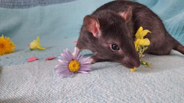 A dark brown baby rat sniffs at a yellow flower. There's a pale purple daisy and some yellow dandelions scattered about him. He's posed on a pale blue cloth.