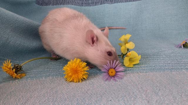 A Siamese coloured young rat nibbles at a purple daisy.  There are some yellow dandelions scattered about him. He's posed on a pale blue cloth.