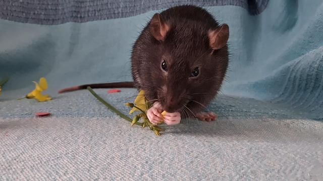 A dark brown baby rat holds a petal of a yellow flower in both front paws as he nibbles on it.