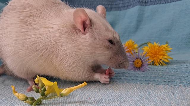 A Siamese coloured rat half closes his eyes as he crouches and nibbles on a pink yogurt drop. There are some purple and yellow flowers scattered about him, and he's posed on a blue cloth.