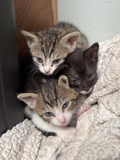 Three small kittens on top of each other. On a blanket in a corner.