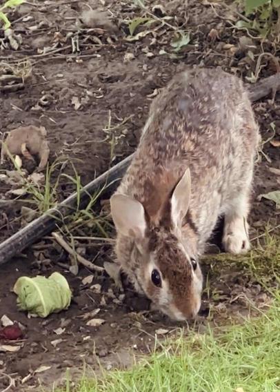 Rabbit