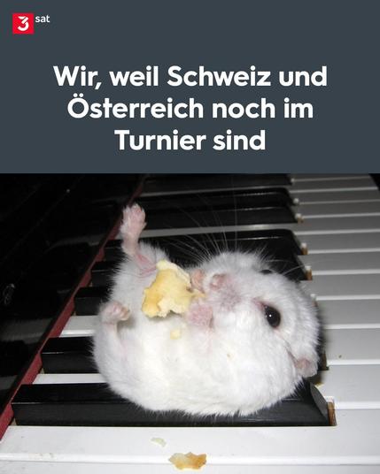 Ein pausbäckiger weißer Hamster liegt auf dem Rücken auf einer Klaviatur und knabbert Popcorn. Schlagzeile auf dem Foto: Wir, weil Schweiz und Österreich noch im Turnier sind. 
Oben links das 3sat-Logo.