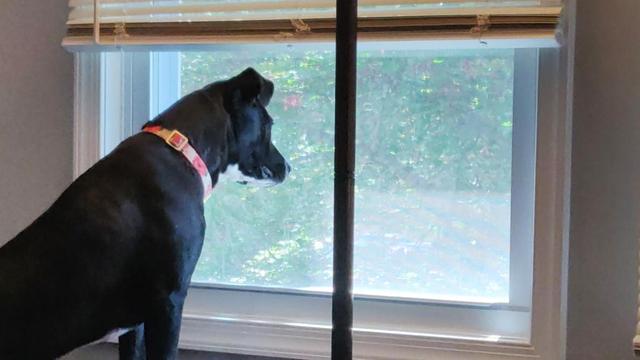 Black dog at a window. The blinds are up and the dog is staring intently out the window.