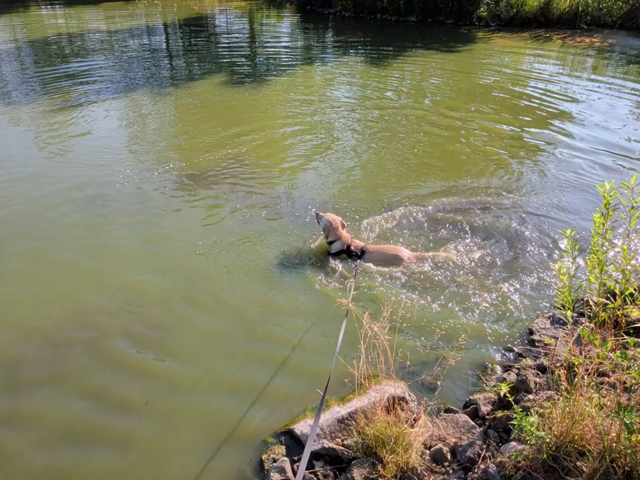 A dog is swimming some rounds in a pond.