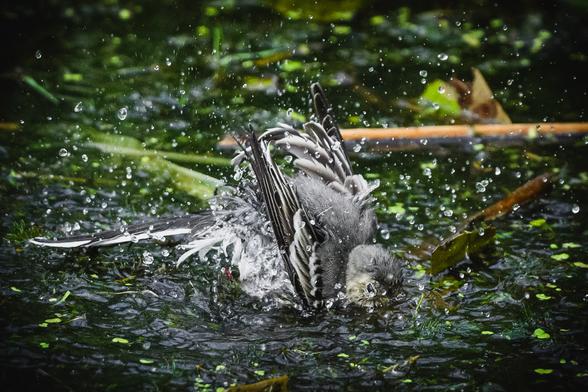 A photograph of a juvenile white wagtail. The wagtail is busy taking a bath in a small puddle of water. It is leaned forward, head halfway under water, tail and wings half extended and feathers pointing every which direction as it vigorously bathes. Water droplets are spraying everywhere around the bird, motion frozen by the short shutter speed.

The water around it is disturbed and the surface of the puddle is littered with various debris and water plants.