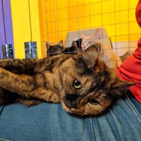 A tortoiseshell cat lies comfortably across a person's lap, resting its head while gazing calmly at the camera. Behind a wire enclosure, two other cats a black cat and a cream colored cat peek from the background, creating a warm and cozy rescue shelter scene.