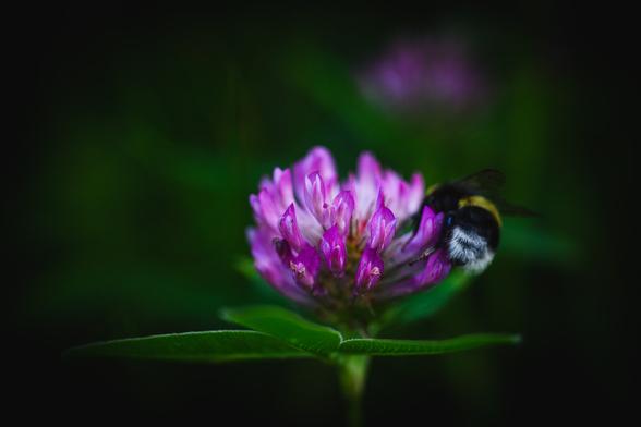 A close up photograph of a bumblebee searching for pollen and or nectar from a purple clover flower. The bee sits on the right side of the flower, backside toward the camera and head buried in the flower.

The flower with its myriad small florets is bright purple and white, with lush green leaves below.

The background is an out of focus green blur from the surrounding grass, with a purple patch a bit above the flower from another flower further in the distance.