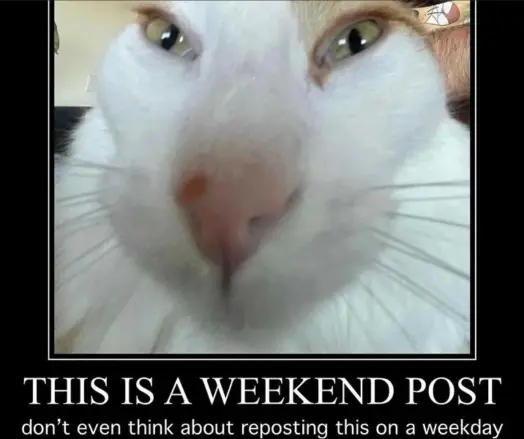 A cat captioned "This is a weekend post
don't even think about reposting this on a weekday"