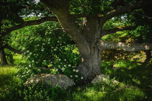 A photograph of a sunlit grassy meadow with tall green grass, taken from in the shade under a large oak tree. The trunk of the oak is very wide, and not far from the ground, massive branches grow off from the trunk in different directions, forming a large canopy above.

Just to the left the oak is a large green bush full of clusters of small white flowers.

On the ground are a couple of large, grey boulders and further in the background are some more trees.