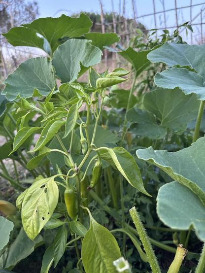 Piments en train de pousser.