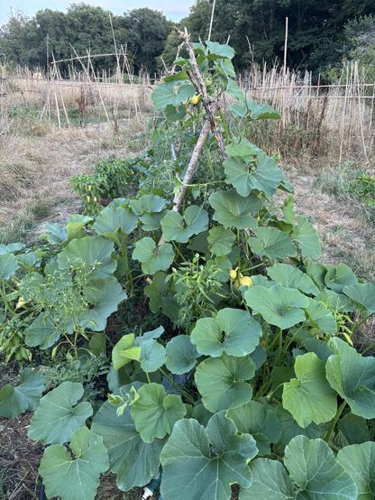 Des courges grimpent sur une structure, protégeant des piments, tomates et poivrons. Tout est sec autour.