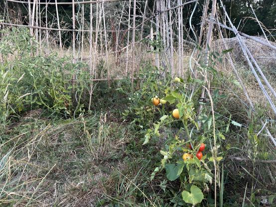 Plants de tomates portant des fruits en train de mûrir.