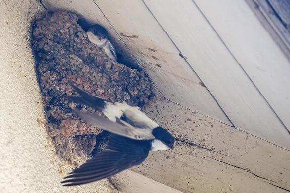 Mehlschwalbe startet vom Nest aus dem eine junge Schwalbe rausguckt.