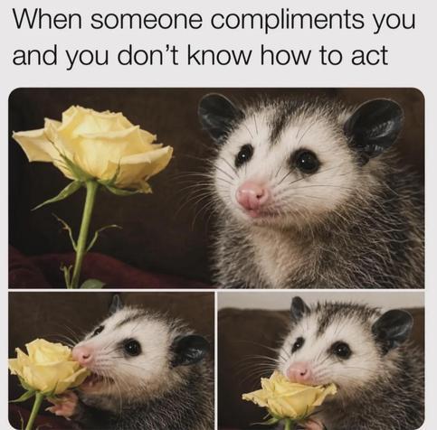 When someone compliments you and you don't know how to act
3 Pics of an oppossum, being given a rose. The oppossums tarts eating it