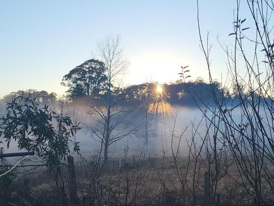 Dawn sun shining fingers of light through a stand of trees and just starting to illuminate a paddock covered in ground mist, under a clear pale blue sky