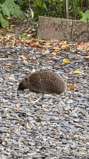 Grainy mobile phone colour video clip about 30s long of a European hedgehog rootling and snuffling about in stone chippings for scattered hedgehog food pellets. There’s also the sound of a sparrow cheeping nearby (while I sat watching the hog I was being watched by two robins, two sparrows and a fat blackbird, all hoping for food).