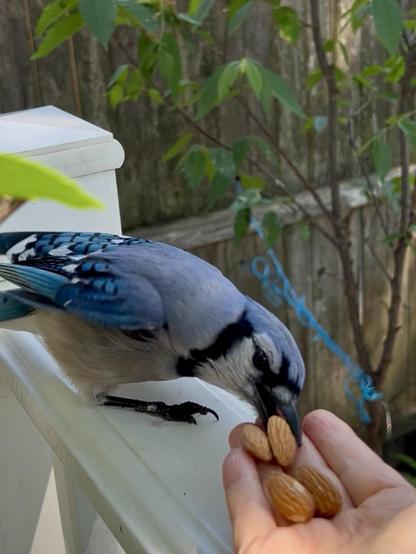 Closeup of a bluejay on the white railing, bending her body to take an almond from my hand. Her beaks are wide open and just about to pinch the nut. The elm sapling and the weathered wooden fence are in the background.