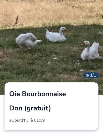 Petite annonce : "oie bourbonnaise. Don (gratuit).
L'histoire ne dit pas si elles font du bon pâté bourbonnais...
