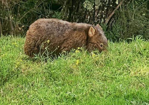 A wombat sniffing around in the grass for wombat things