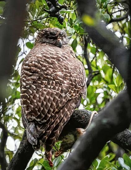 Brown and white powerful owl perched in a tree just after dawn
