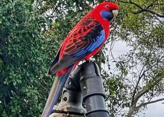 Crimson rosella perched on a pipe by the trees on a grey morning