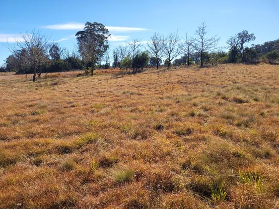 Native grass pasture in rusty red-brown-orange hues of winter. Blue sky.