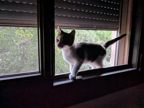 Le chaton sur le bord de la fenêtre. Il est coincé par une moustiquaire