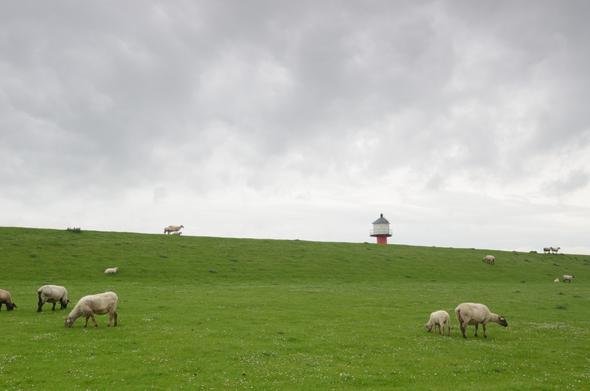 Eine weitläufige Landschaft zeigt einen grünen, grasbewachsenen Damm unter einem bewölkten Himmel. Im Vordergrund weiden mehrere Schafe mit heller Wolle auf der Wiese. Einzelne Schafe sind über den Damm verteilt, und kleine weiße Blüten sind im Gras zu sehen. Auf dem Kamm des Damm sieht man die Spitze eines Leuchtturms mit roter Basis und einem dunklen Oberteil. Der gesamte obere Bildbereich wird von einem grauen, wolkenverhangenen Himmel eingenommen.