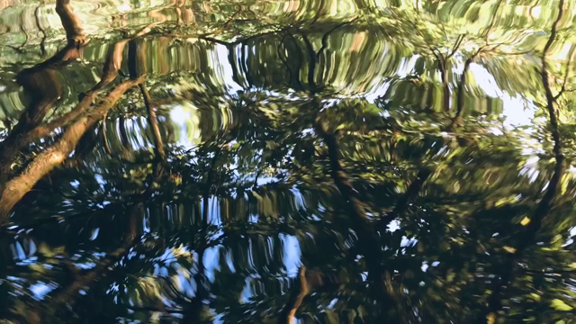dark river, which is shimmering and undulating in the late afternoon sun — the underside of an alder tree’s canopy is reflected.