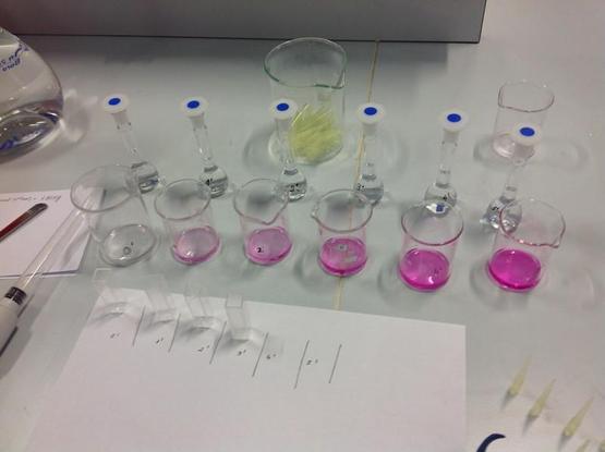 The calibration solutions used to quantify the amount of NOx collected in each diffusion tube lined up, ready for measurement during the analysis stage of the determination. Each beaker contains solutions of different shades of pink.