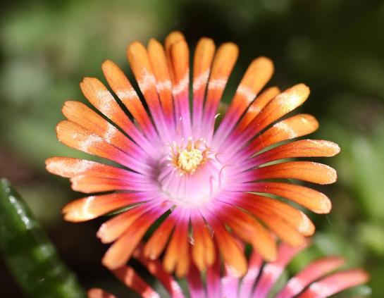 Fiore di delosperma a colori vivaci, simile a una piccola margherita arancio con il centro rosa e i pistilli gialli.