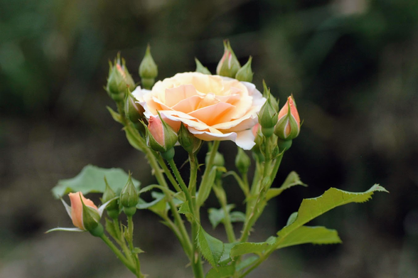 Photo d'une rose en fleur, vue de profil. Elle se trouve dans un bouquet d'une douzaine de bourgeons dont certains sont prêts à s'ouvrir.