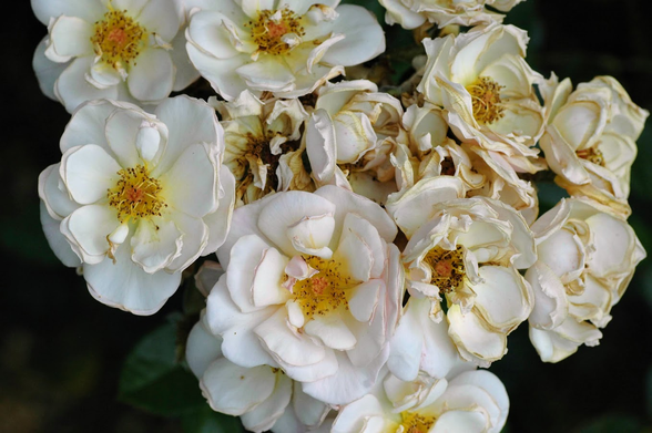 Un rameau bouquet d'une douzaine de roses blanchies par l'âge et commençant à se faner.